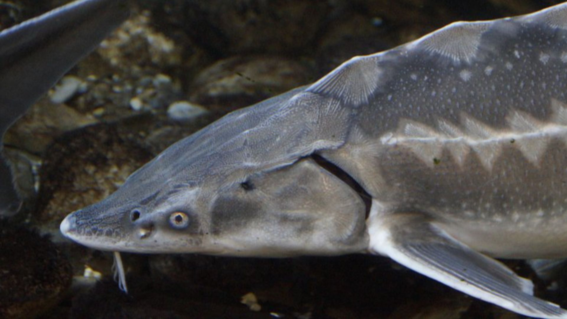 Sturgeon Images | Free Photos, PNG Stickers, Wallpapers ...