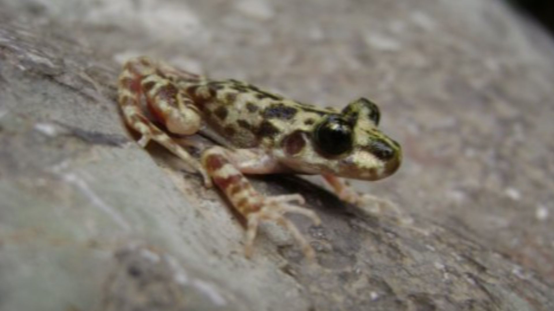 File:Alytes muletensis.JPG - Wikipedia