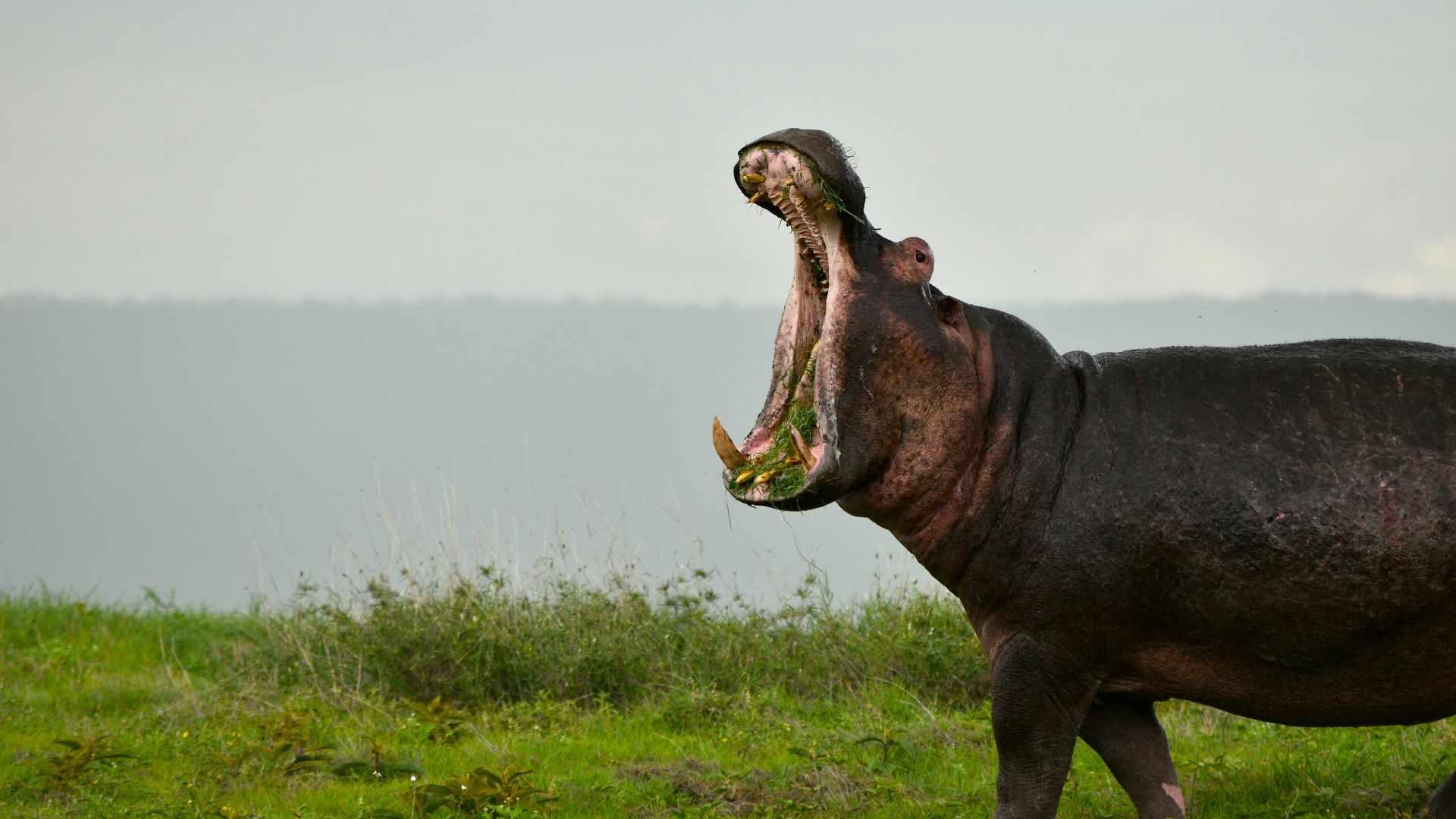 black hippopotamus