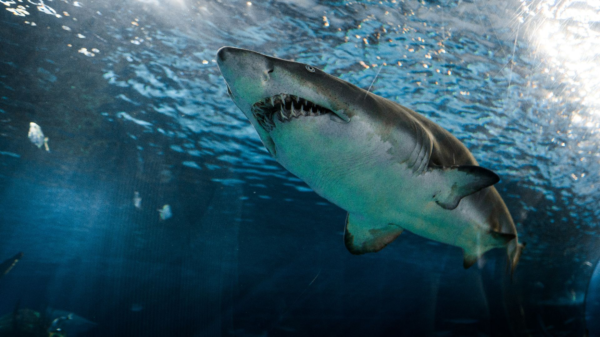 great white shark