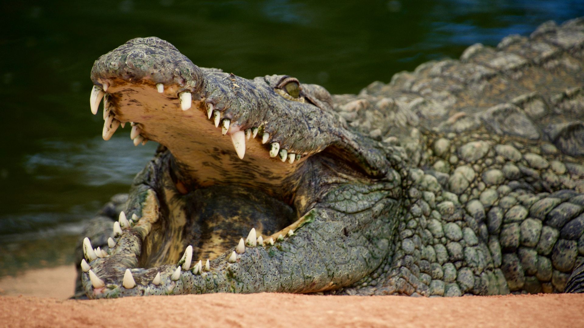 crocodile on body of water during daytime