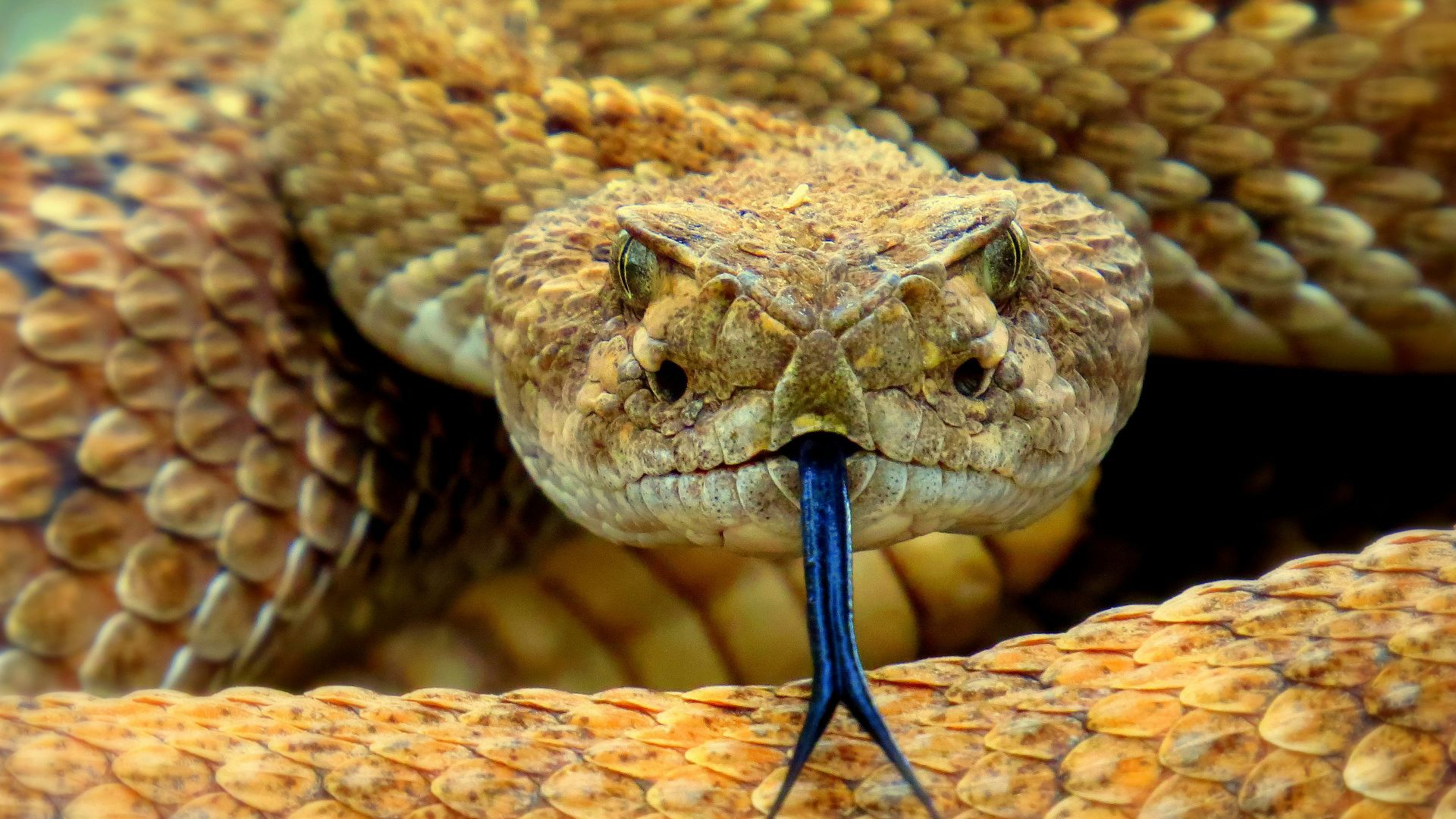 brown snake on brown soil