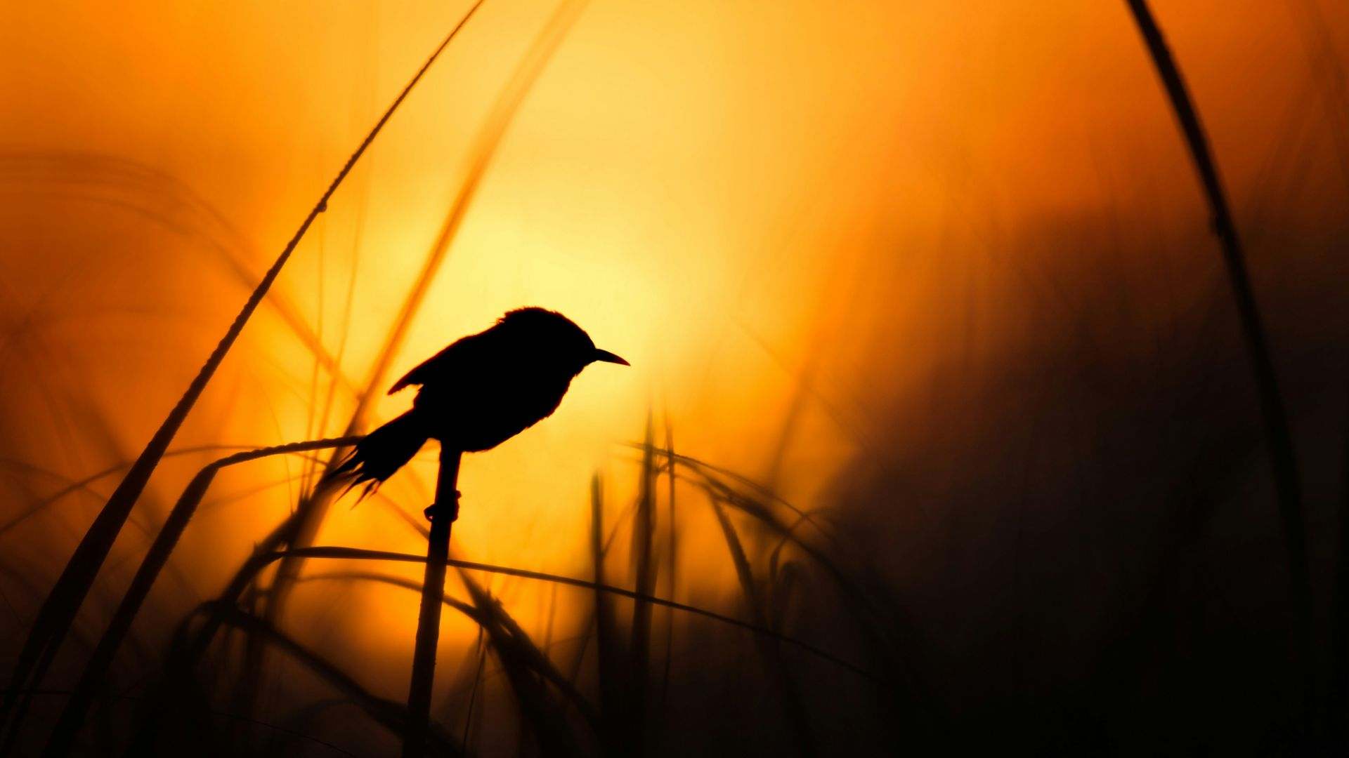 silhouette of bird