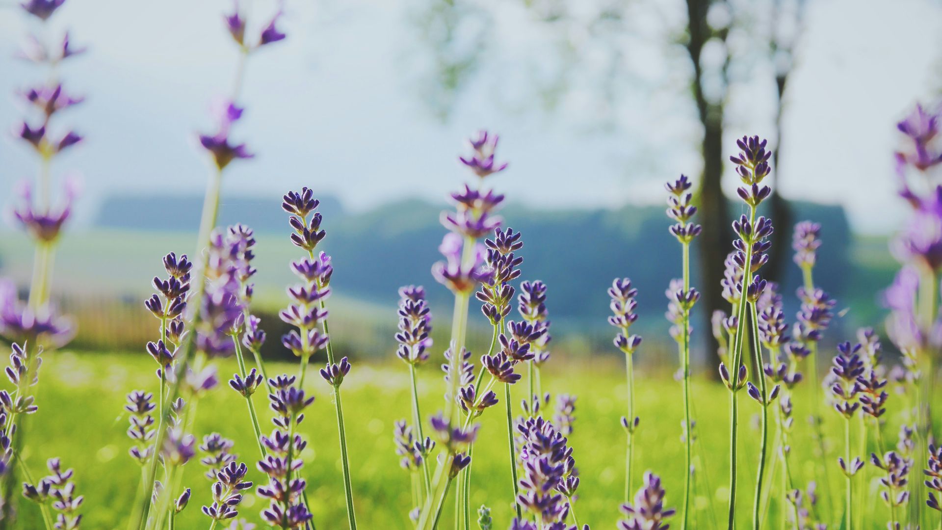 tilt shift photography of purple flowers