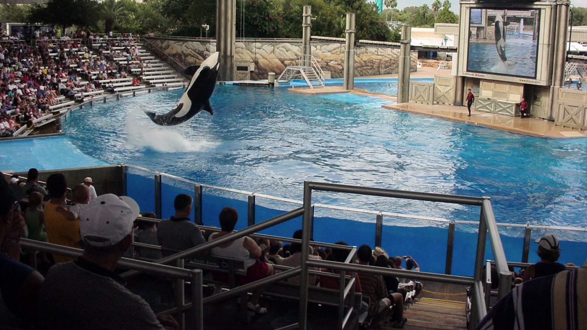 File:Orlando Sea World Shamu 1.jpg