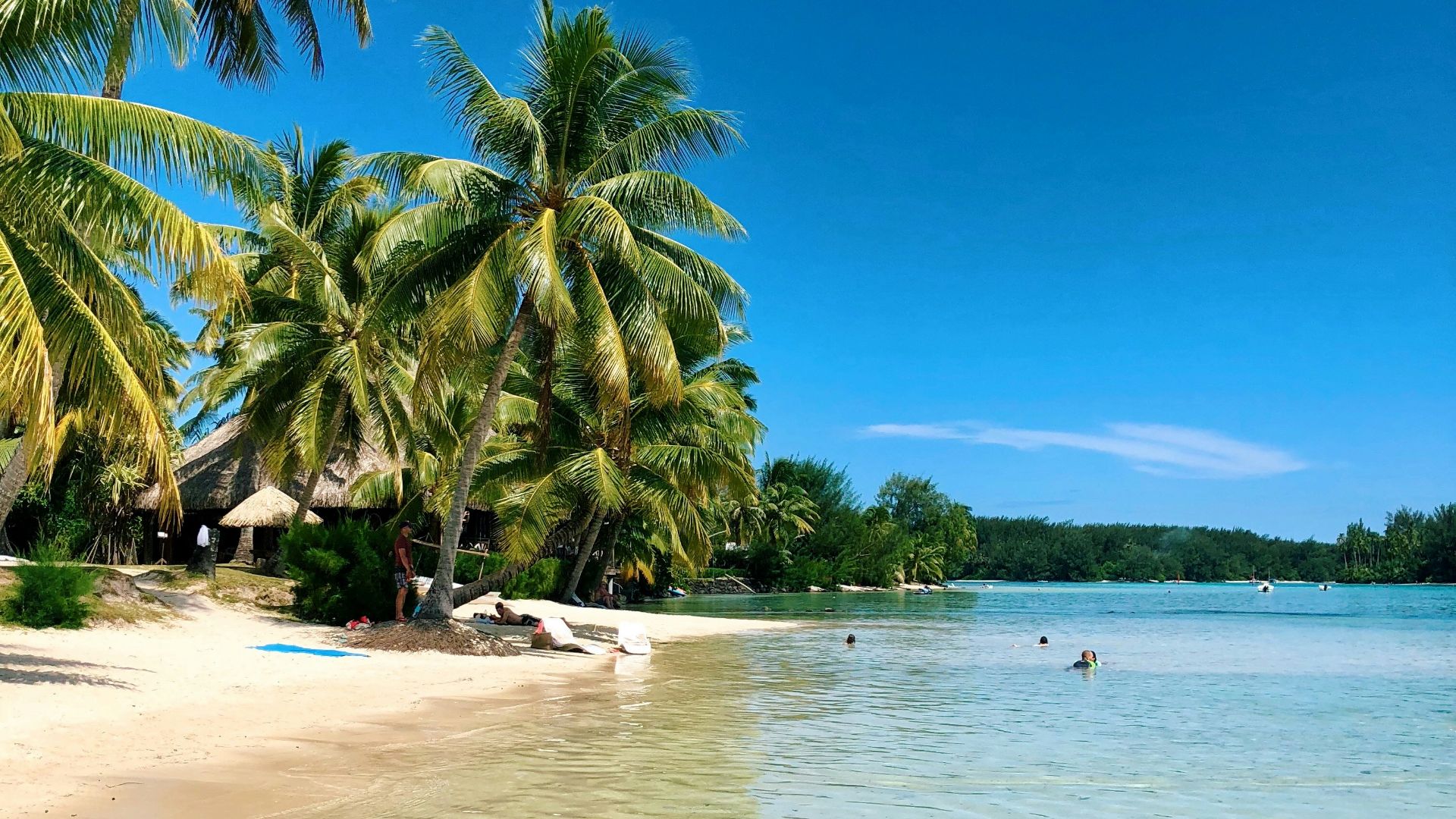 coconut trees beside ocean