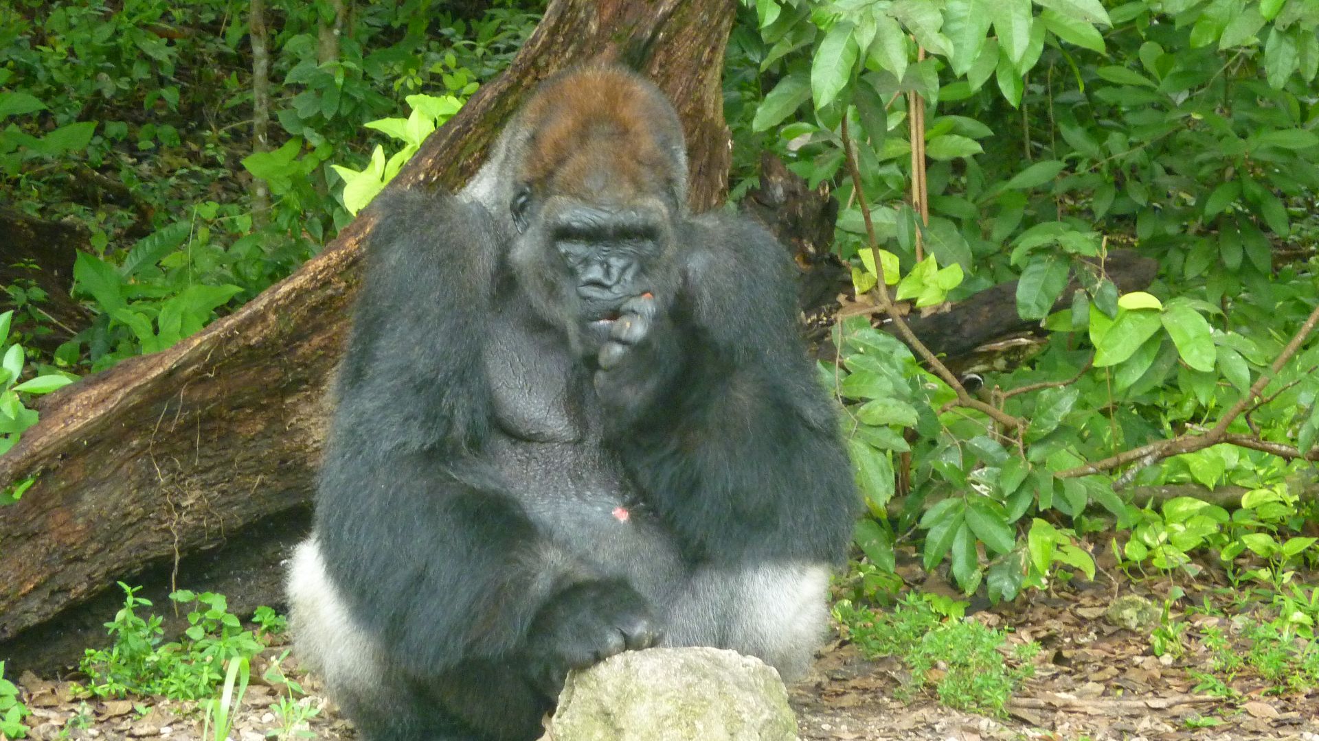 File:MonkeyJungle 03.JPG