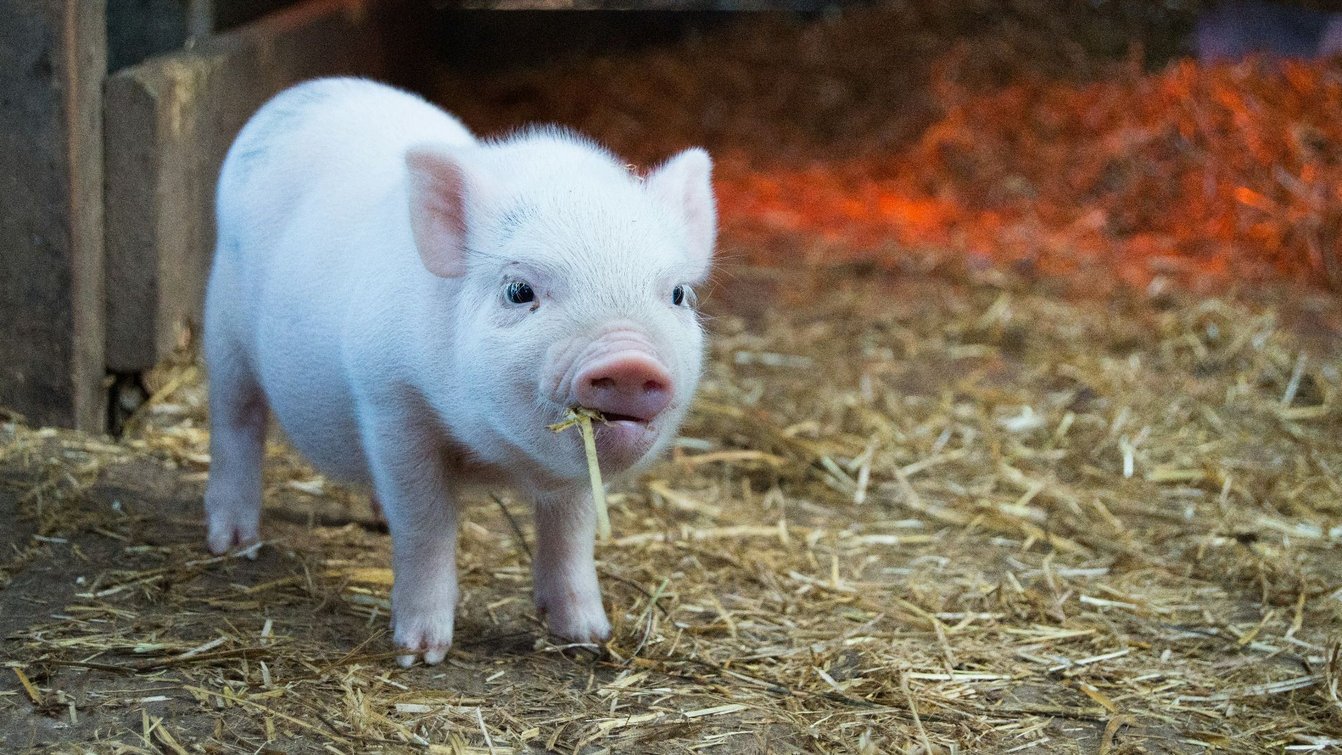 white piglet chewing hay
