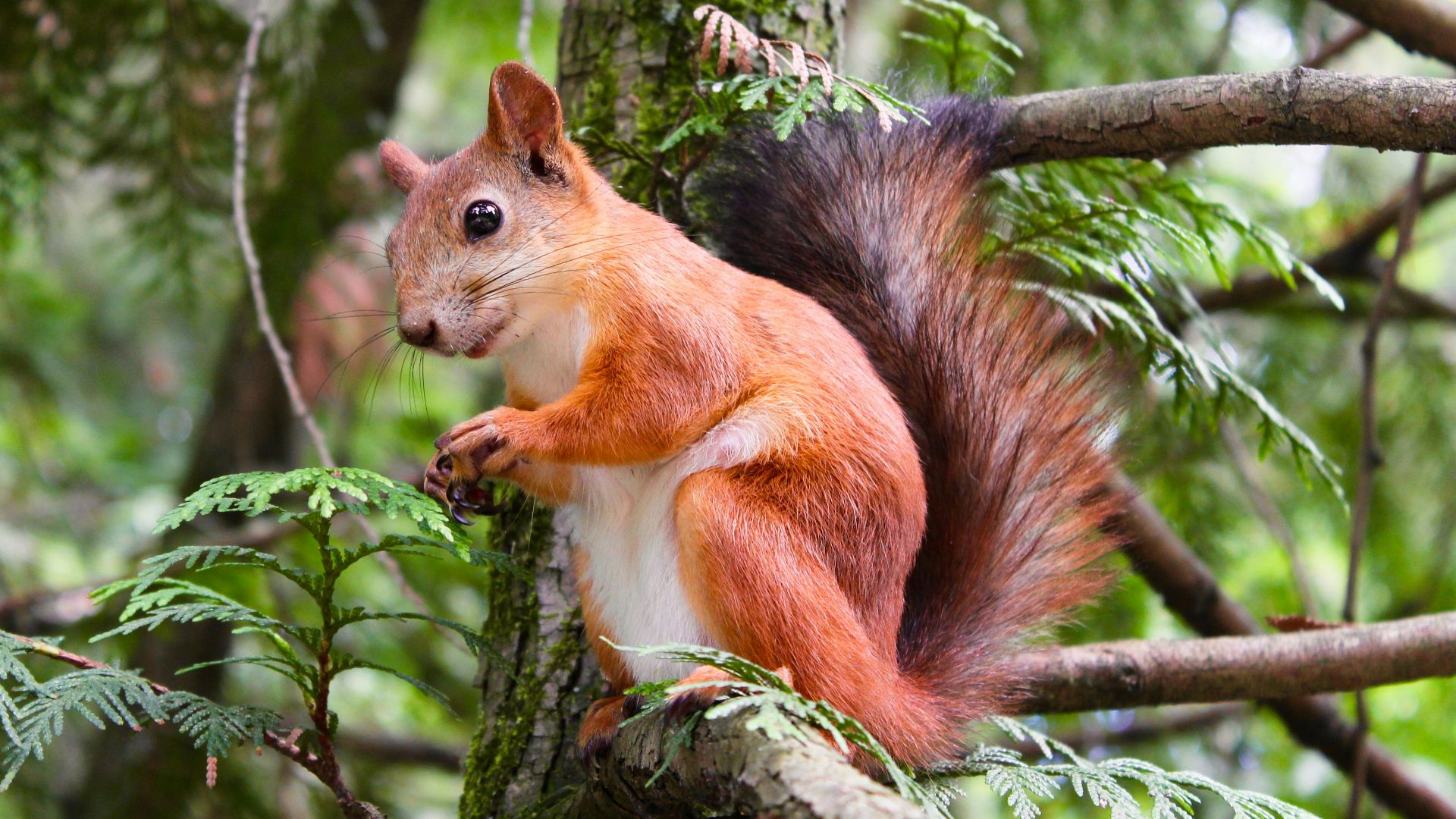 brown squirrel on tree branch at daytime