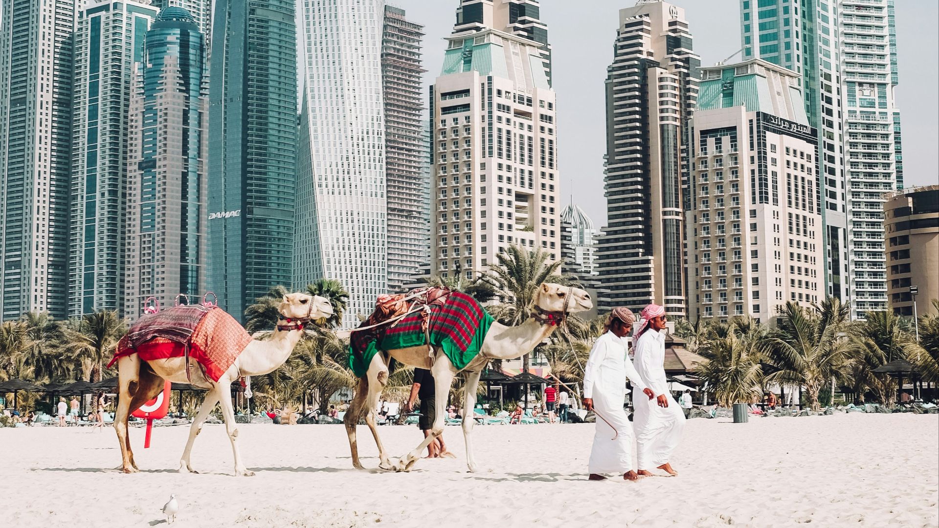 camels on beach sands