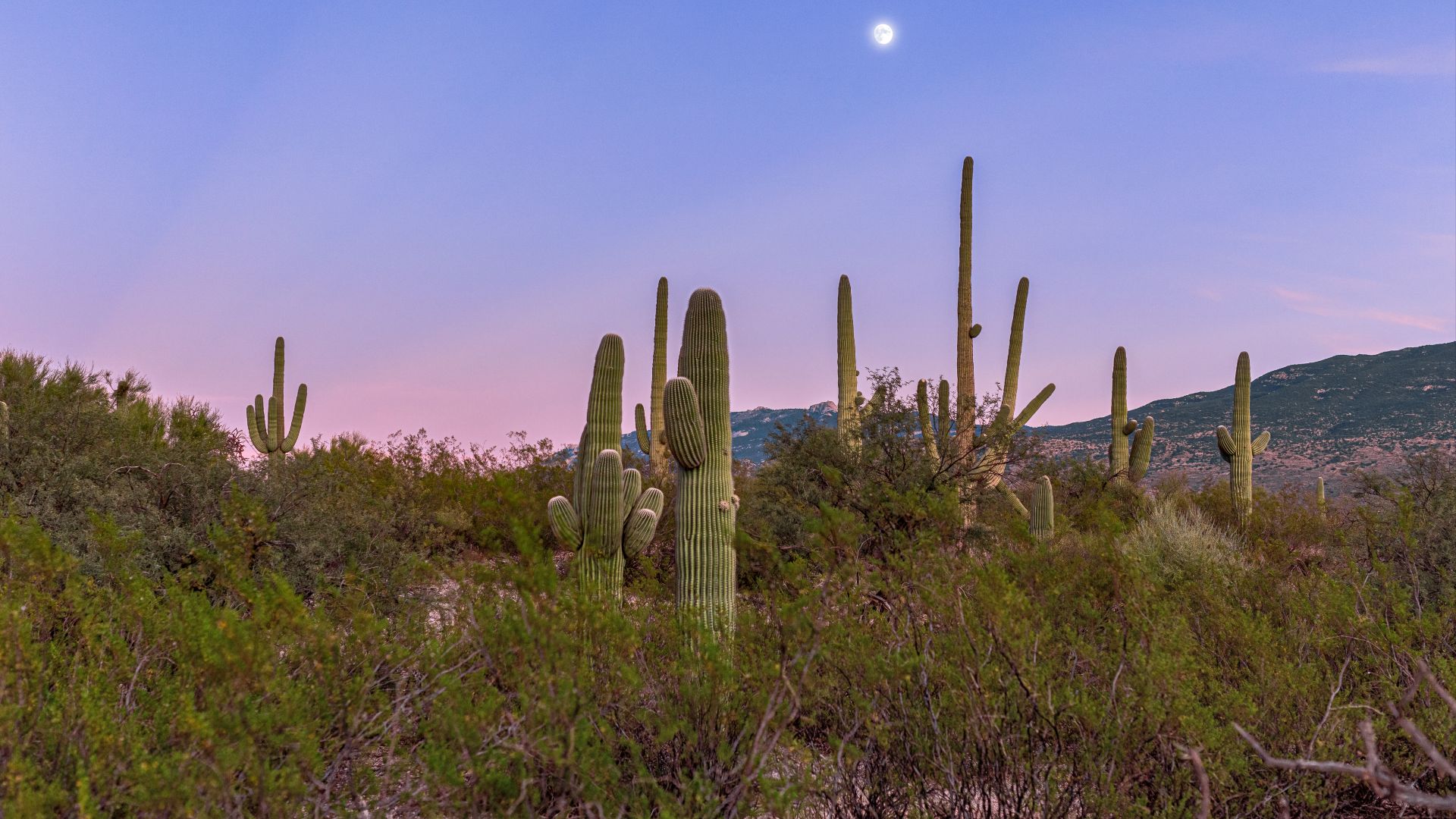 File:Sonoran Desert Cacti (2022 11 05 Tucson Desert 03-CC).jpg