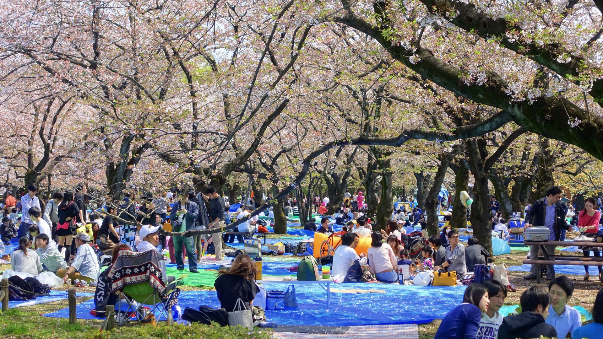File:Cherry blossom festival 2018 - Yoyogi Park - Tokyo, Japan - DSC05549.jpg