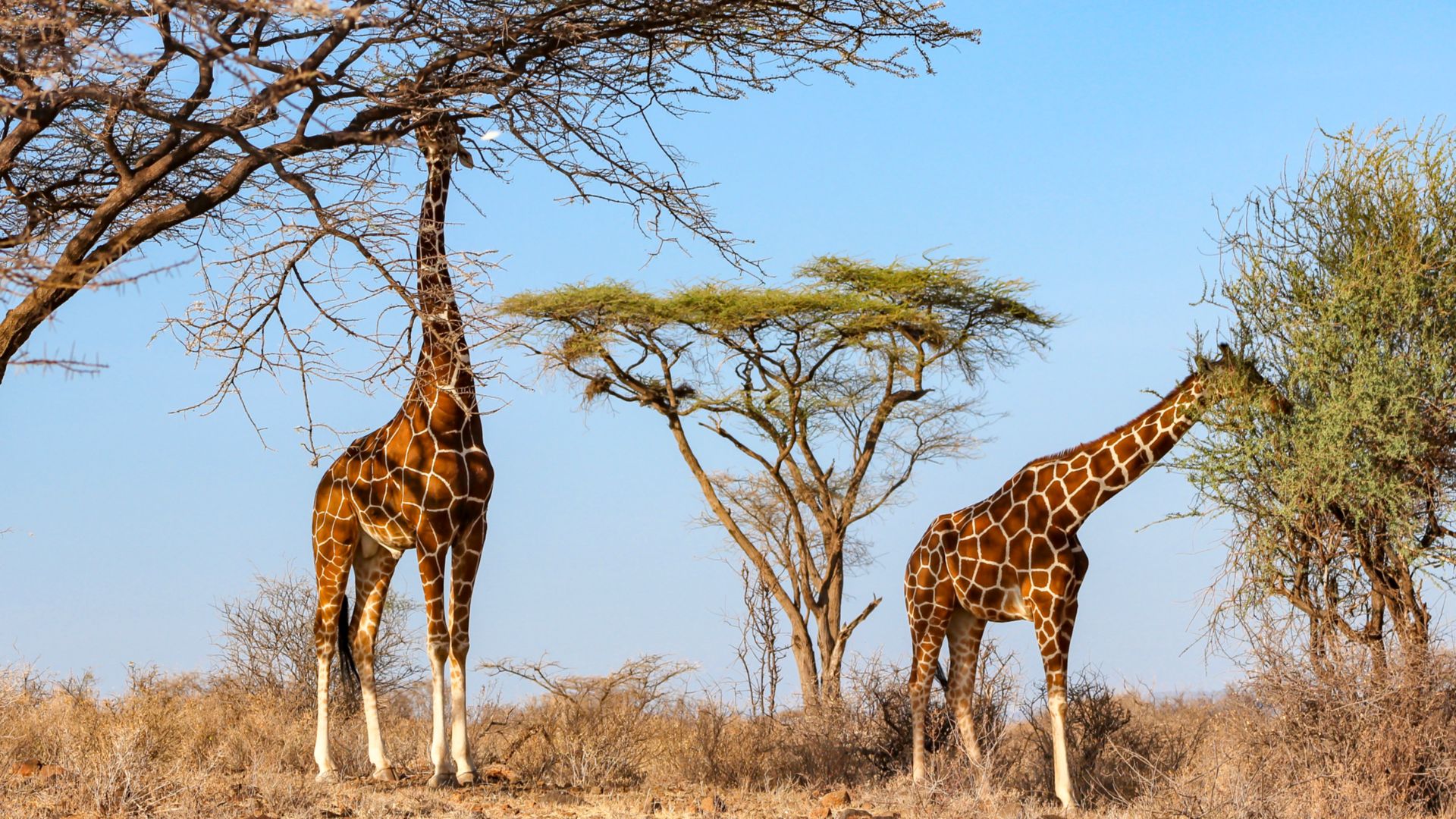 File:Kenya, Safari (32245583428).jpg