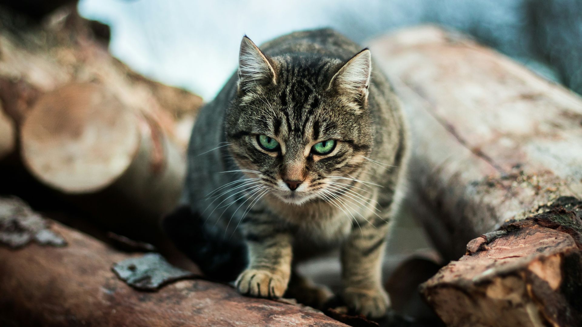 gray cat standing on a tree branch