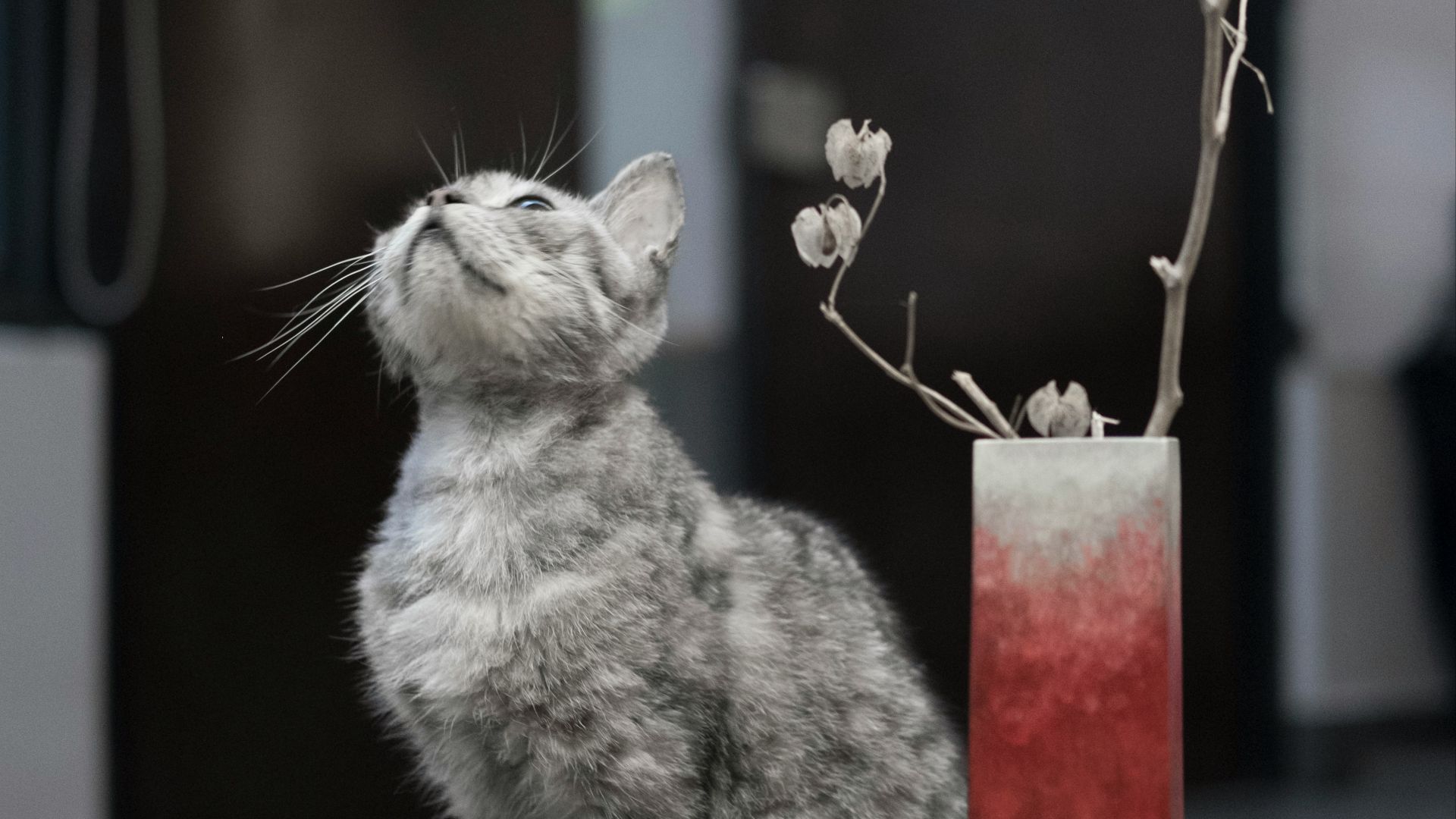 brown tabby cat sitting on brown wooden table