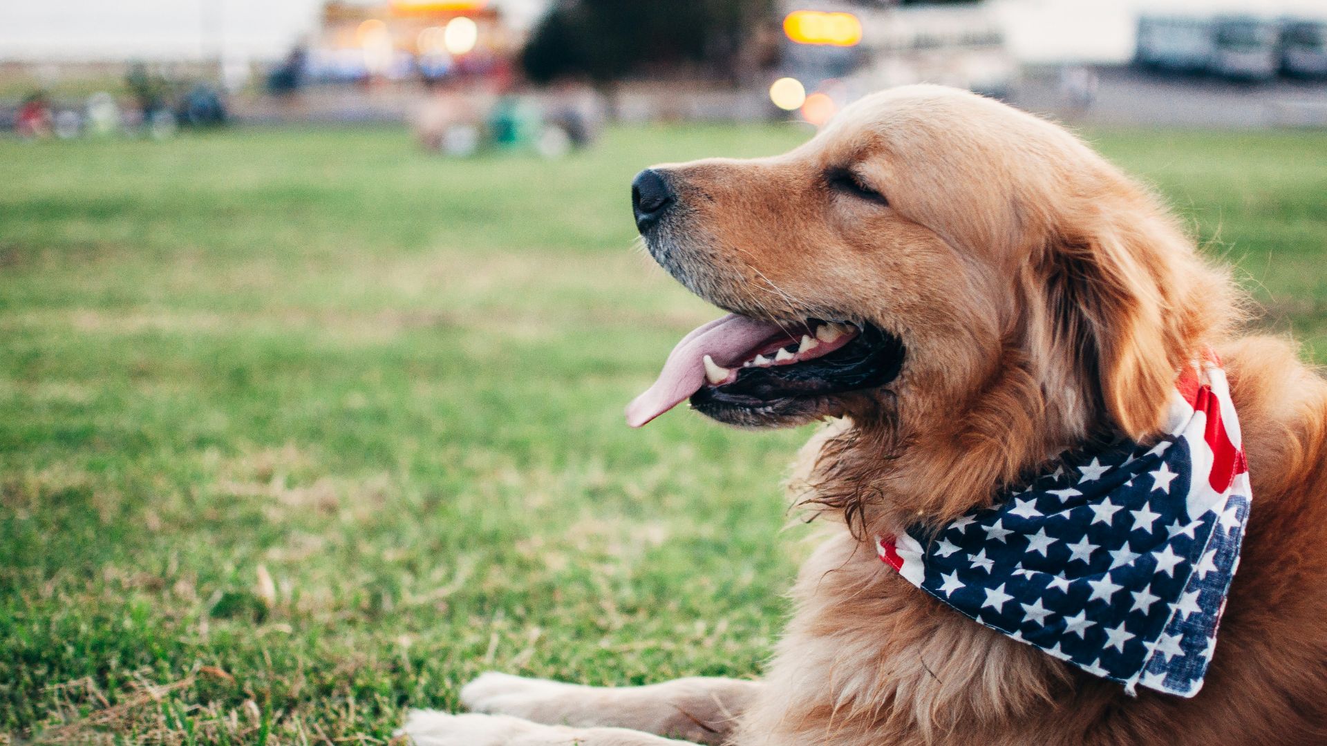 adult brown Golden retriever with Star & Stripes scarf lying on green grass