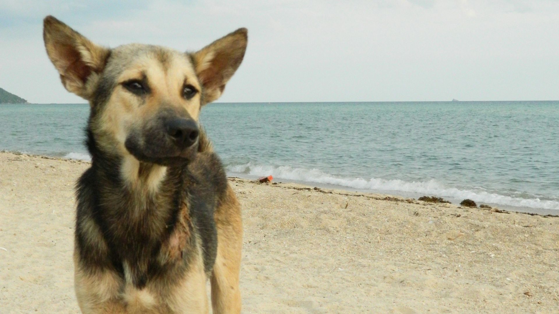 brown and black german shepherd on beach during daytime