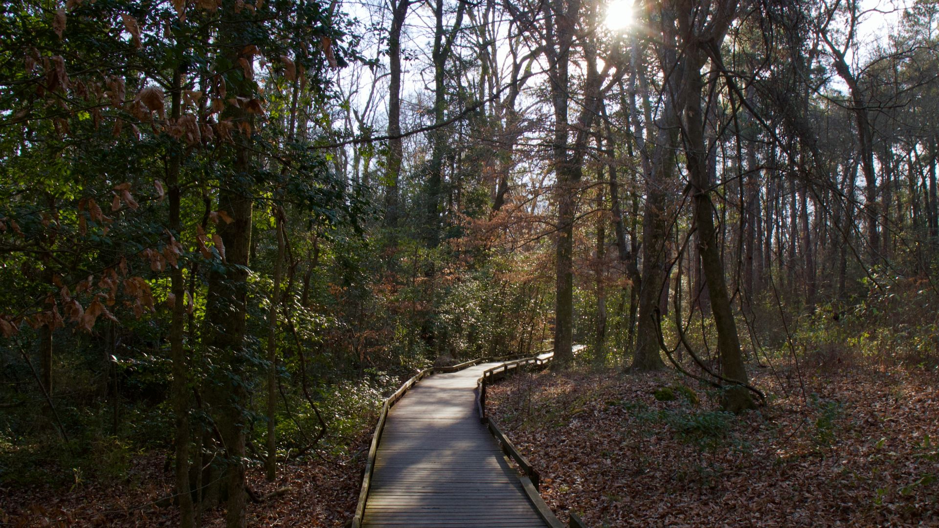 brown wooden pathway between trees during daytime