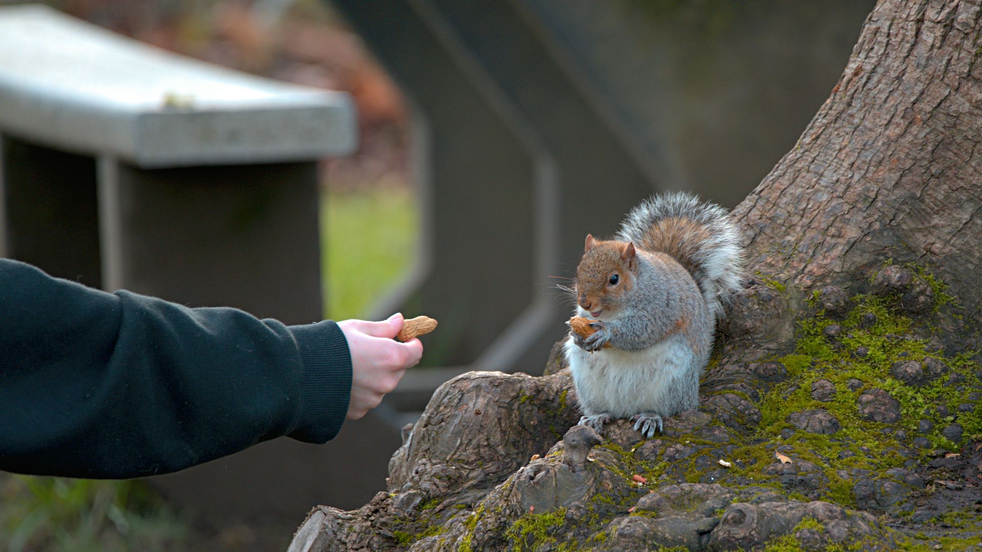a person feeding a squirrel a piece of food