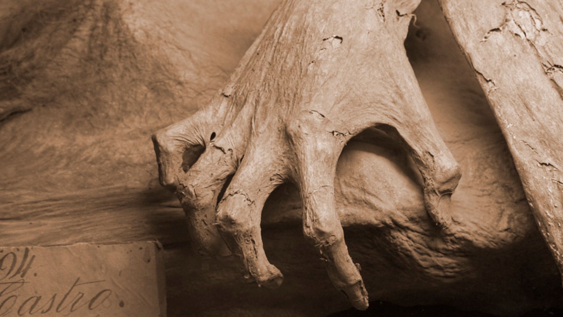 File:Guanajuato mummy 01.jpg