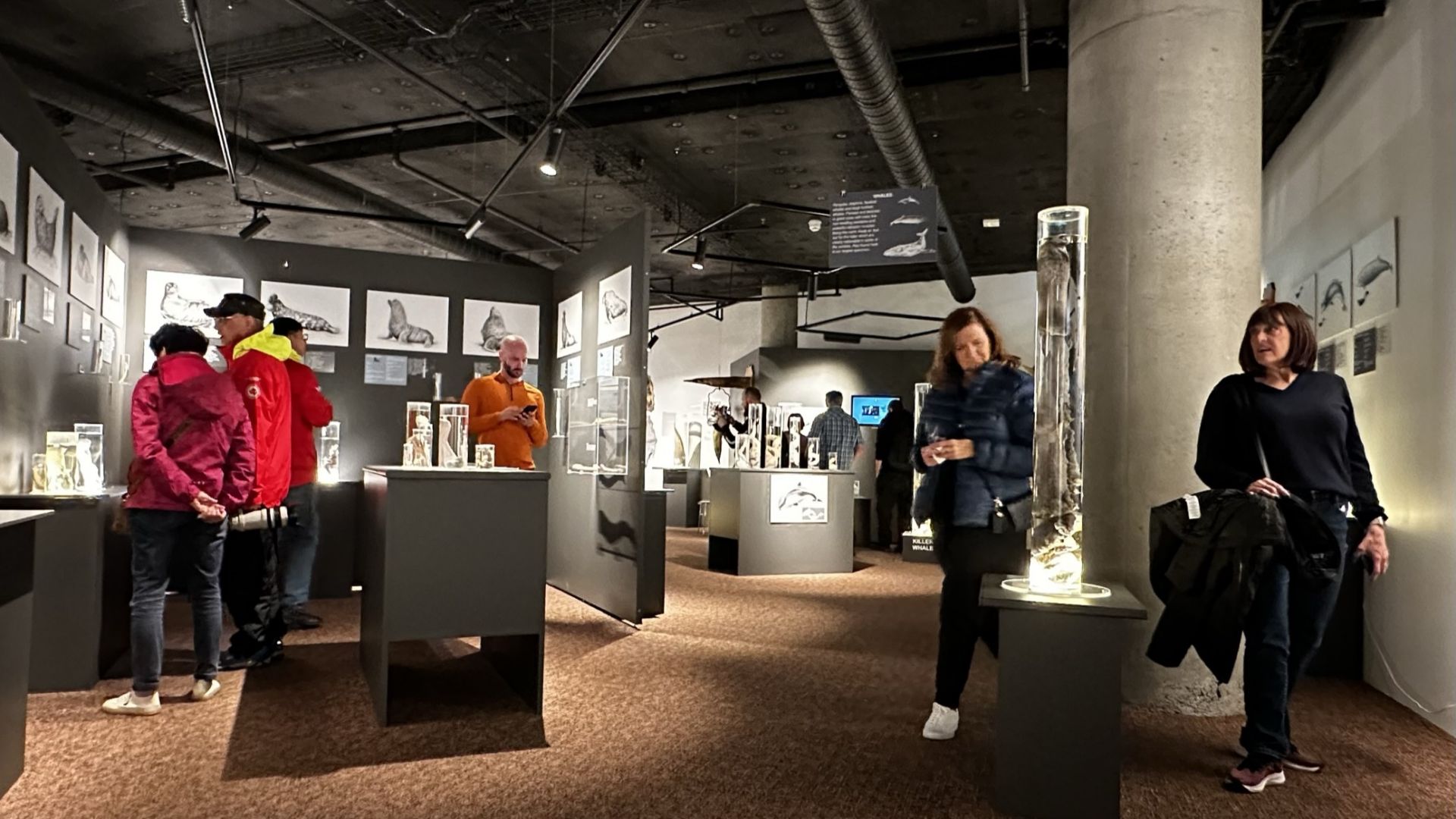 File:Icelandic Phallological Museum visitors.jpg