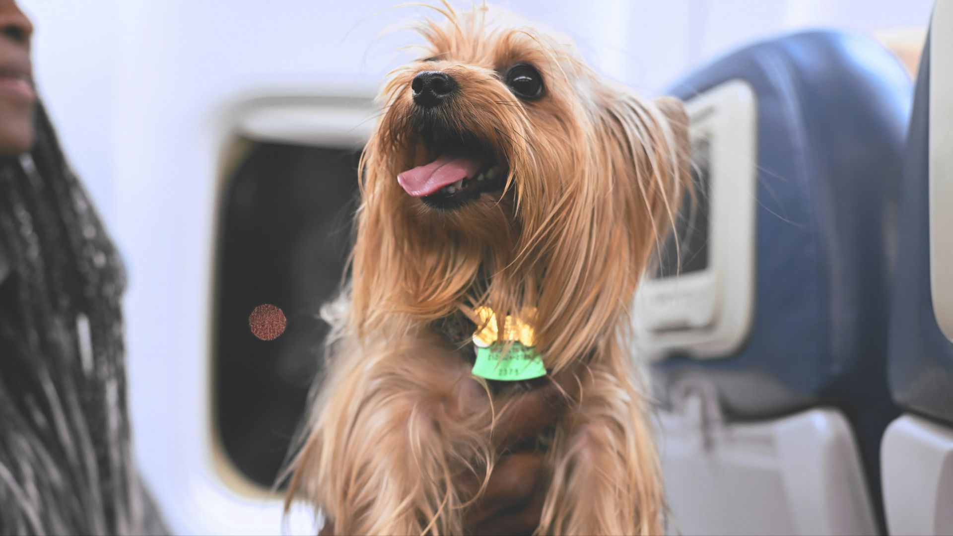 a brown dog sitting on top of a seat next to a woman