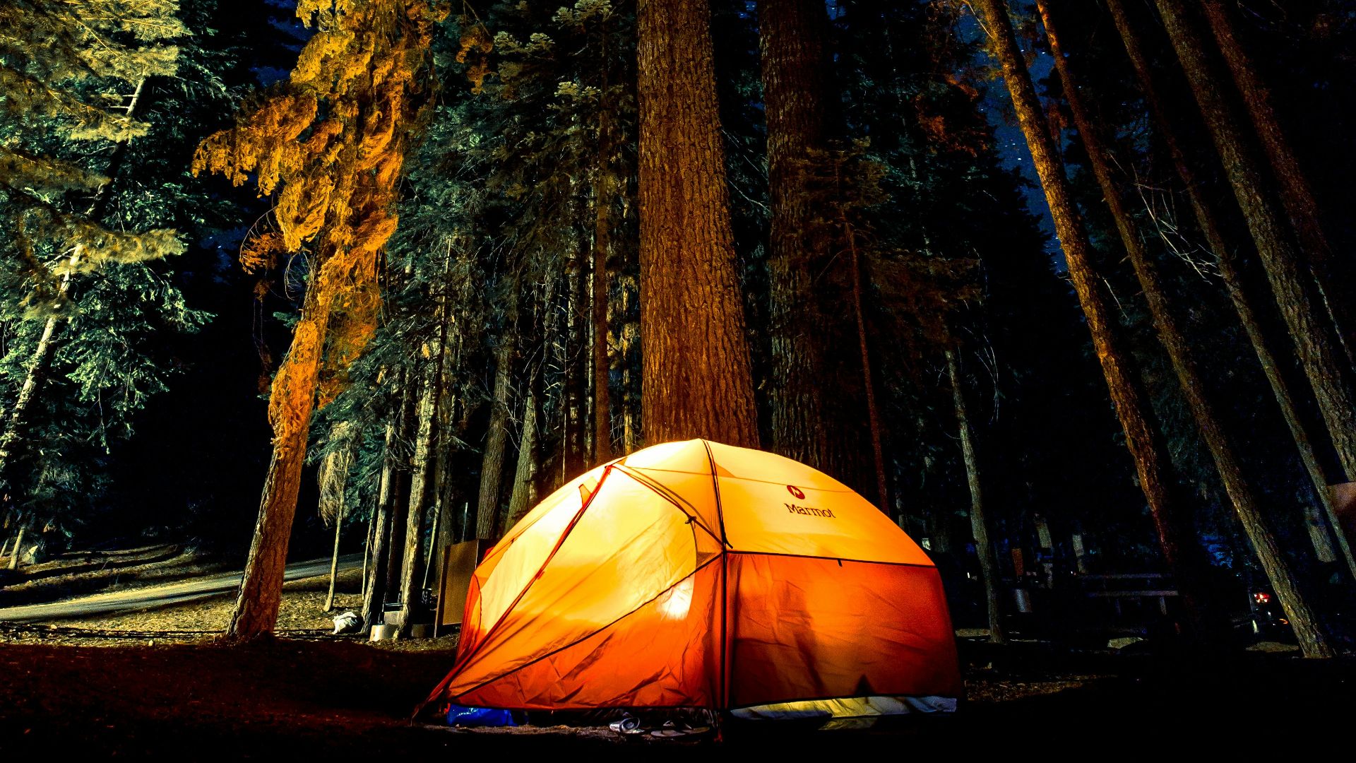 camping in forest during nightime