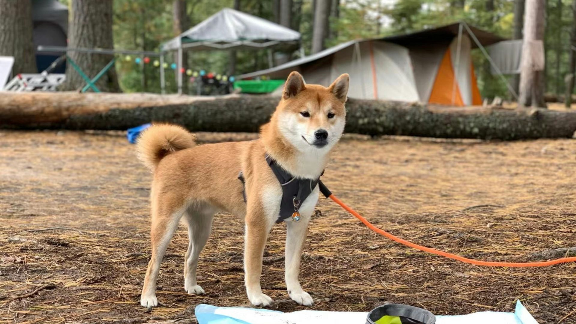 a dog tied to a leash standing next to a surfboard