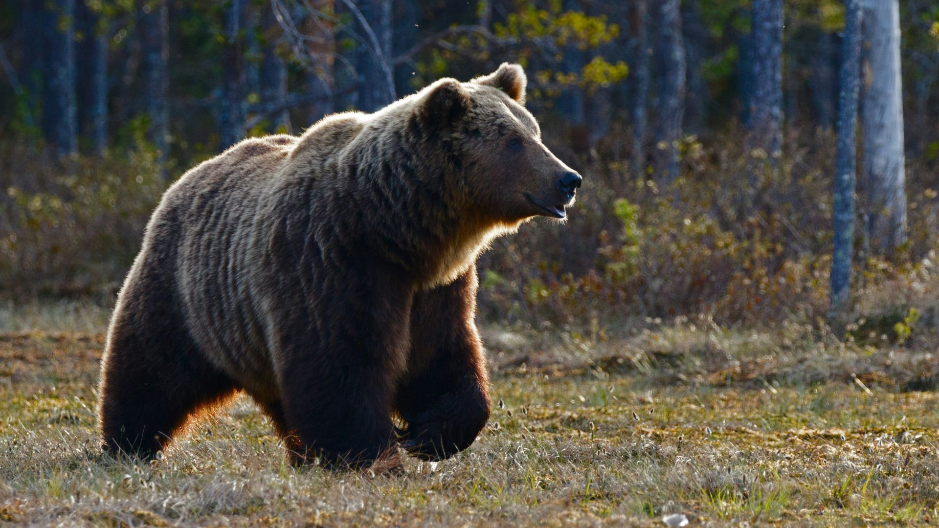 brown bear walking near trees