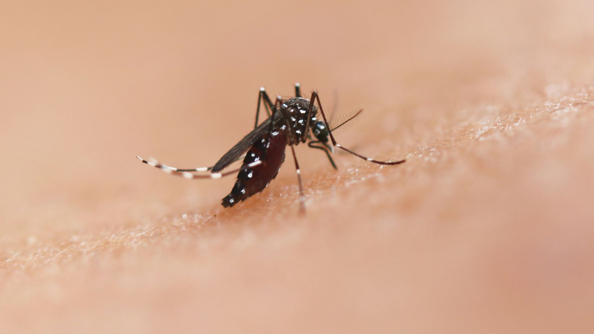 a close up of a mosquito on a human's skin