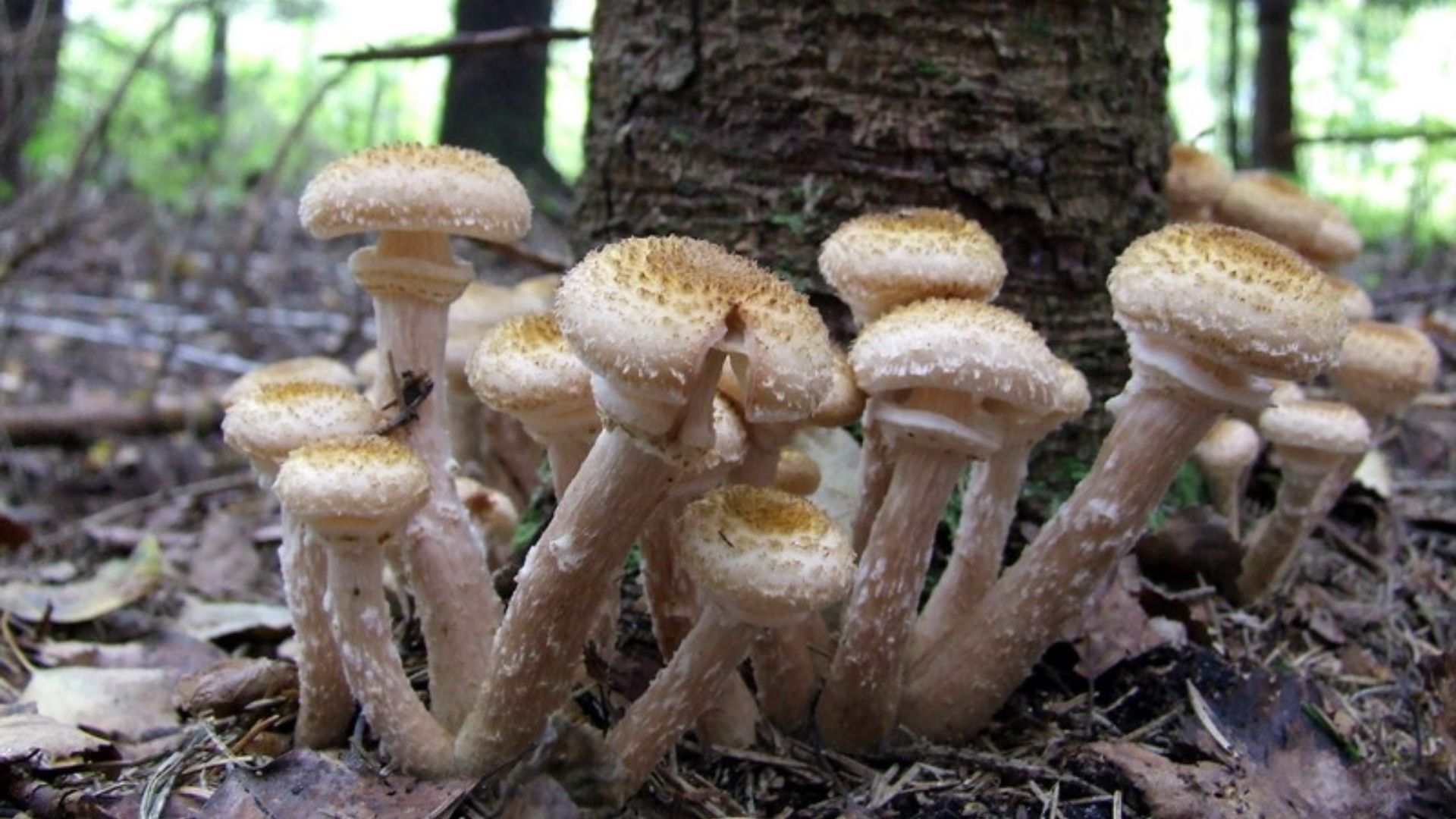 File:Armillaria.jpg