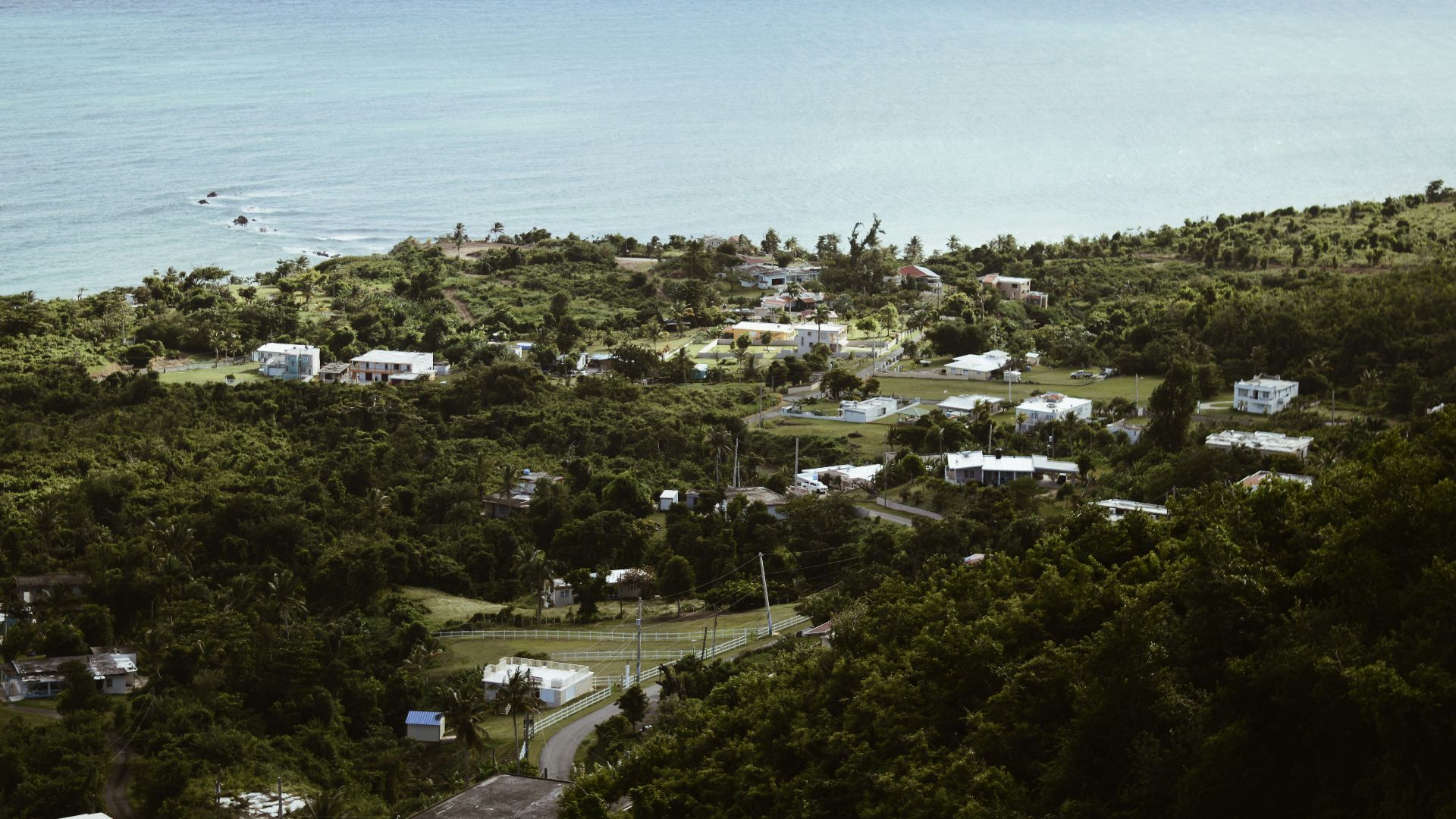 aerial view of houses surrounded by trees at shore during daytime