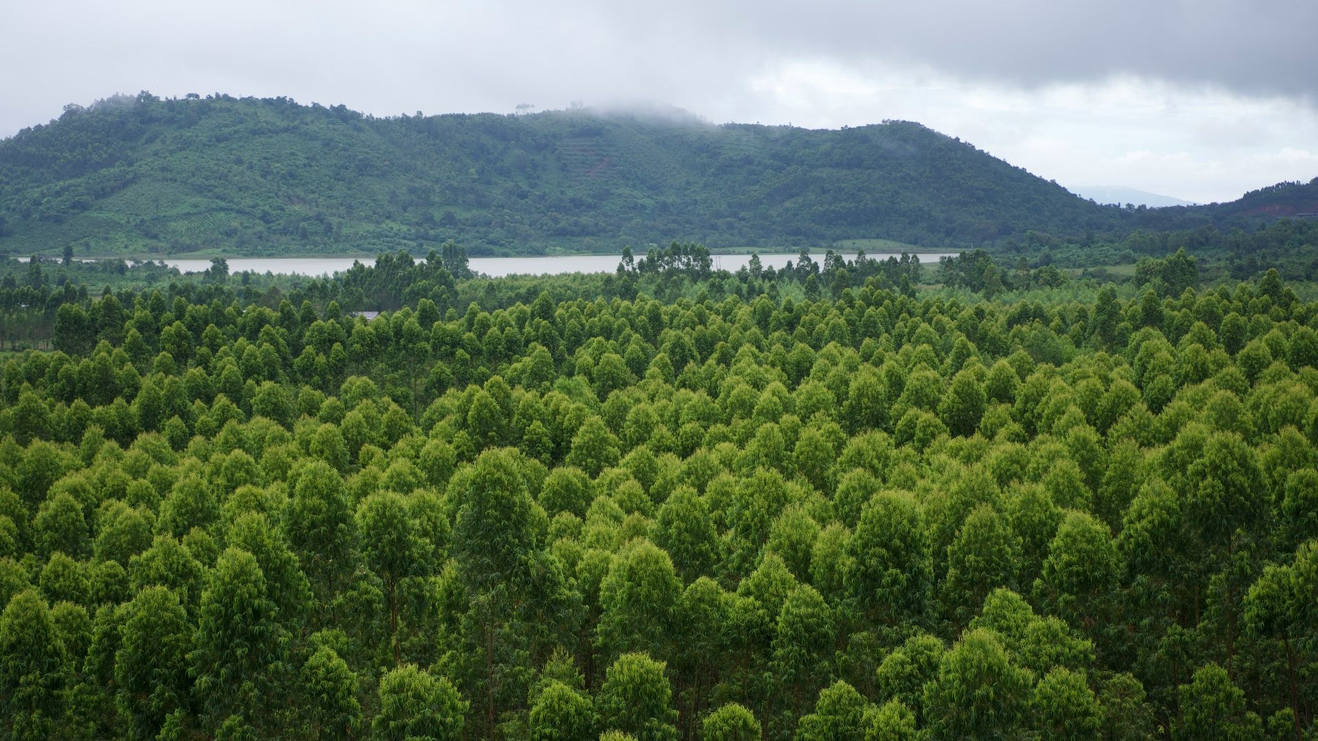 A view of a forest with a mountain in the background