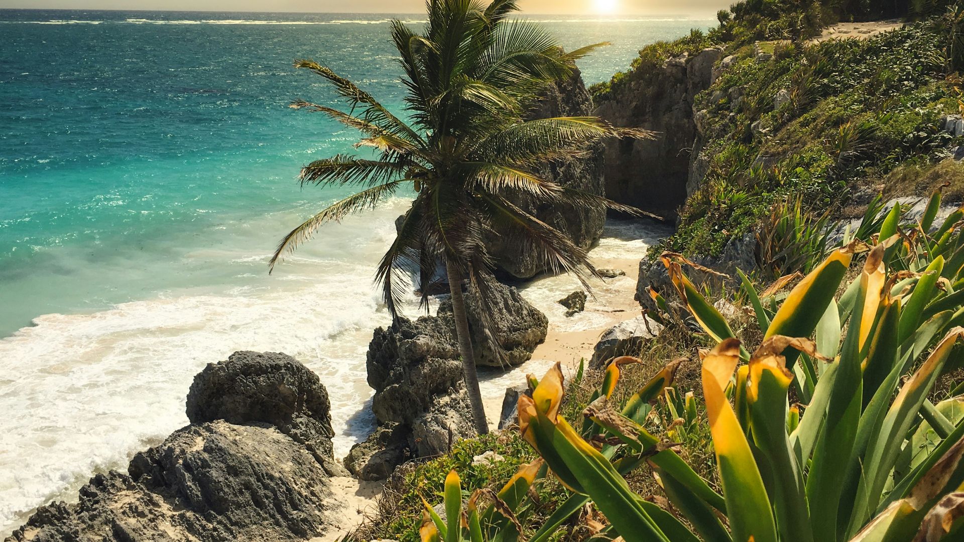 green palm tree near body of water during daytime