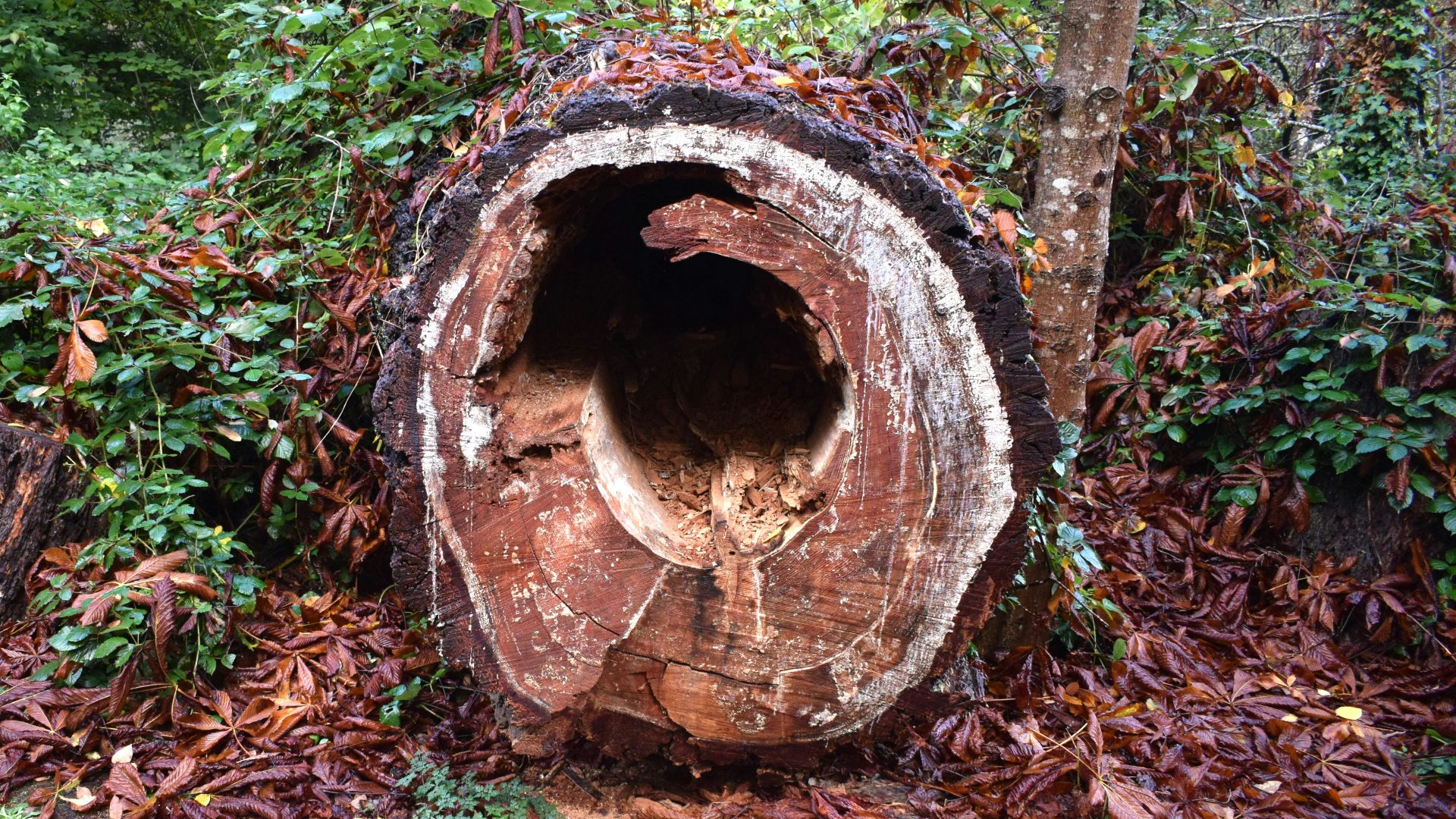A tree stump sitting in the middle of a forest