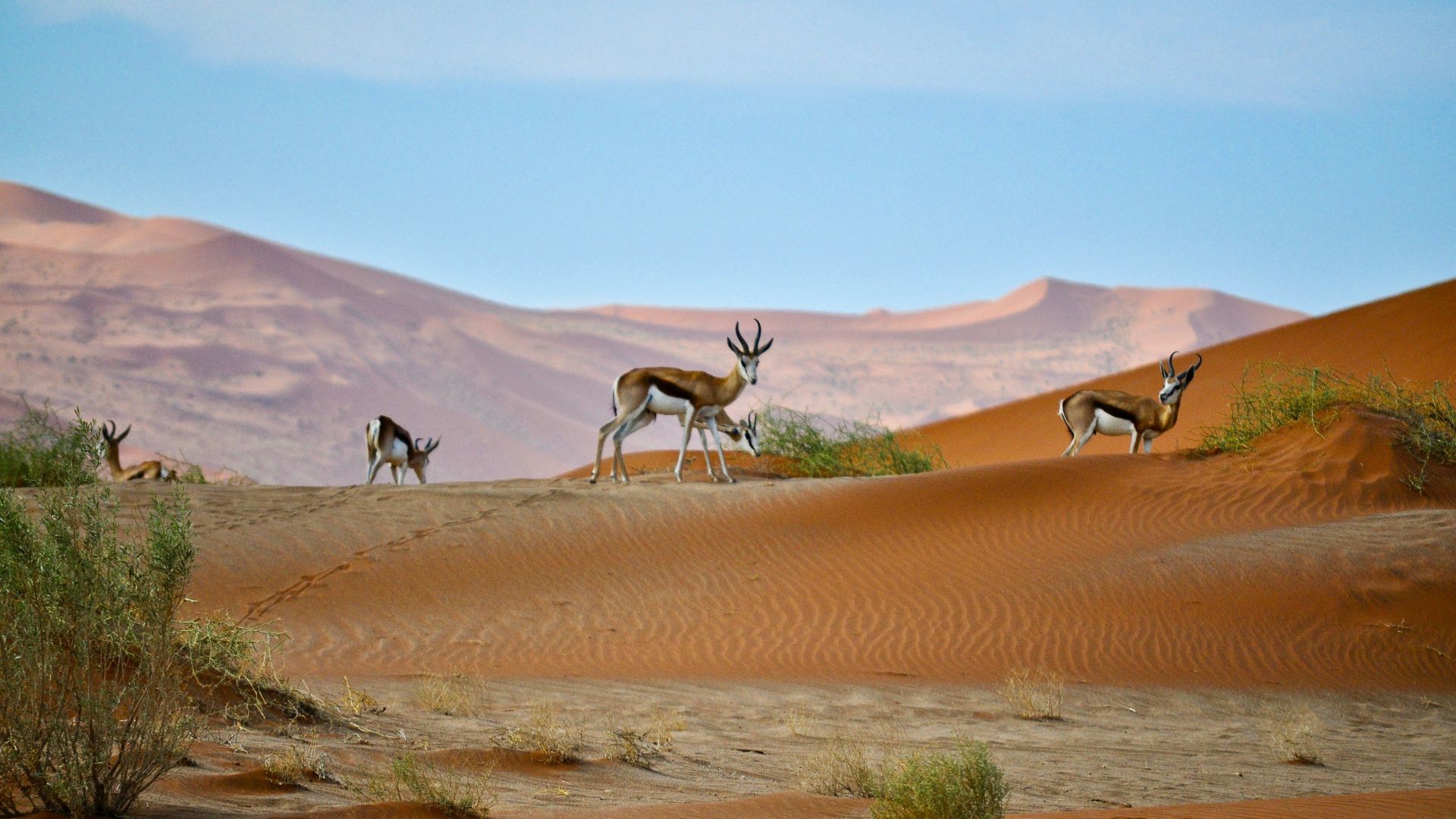 deer on dessert during daytime