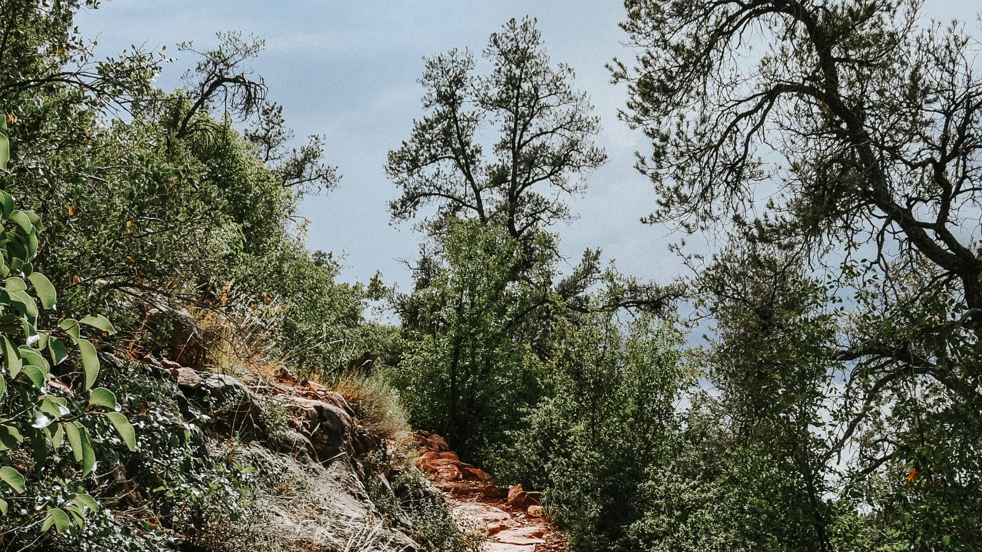 green plants on brown dirt pathway