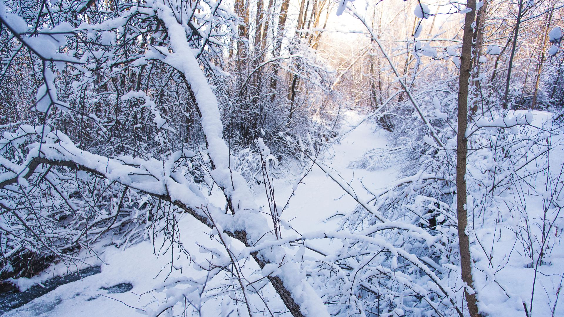 snow covered trees during daytime
