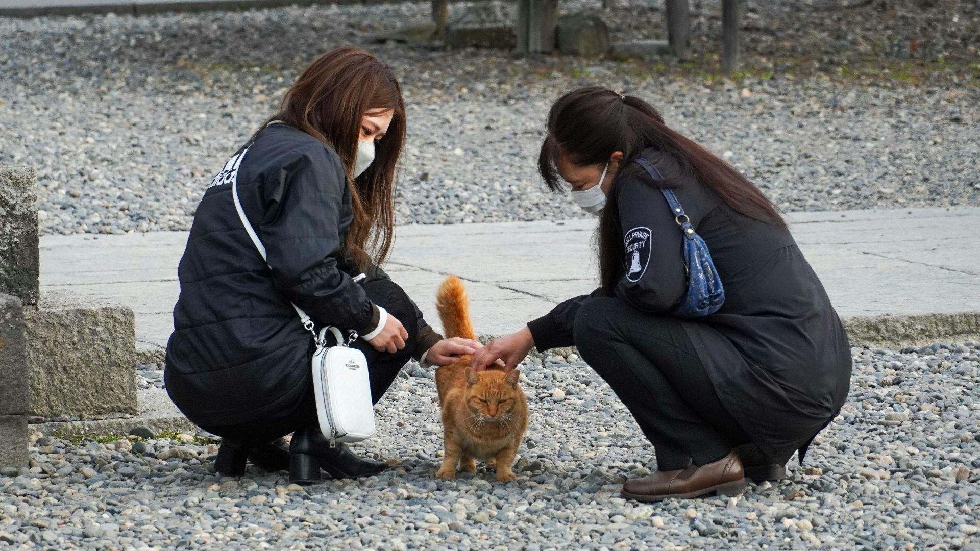 A couple of people that are petting a cat