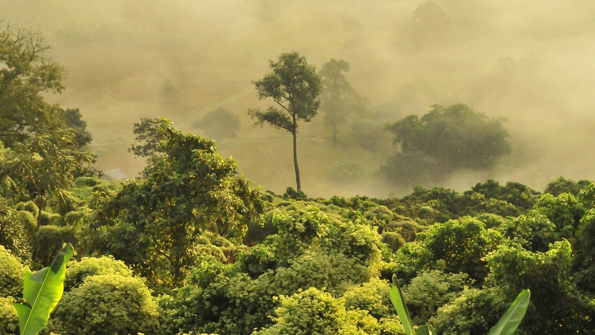 green trees under white clouds