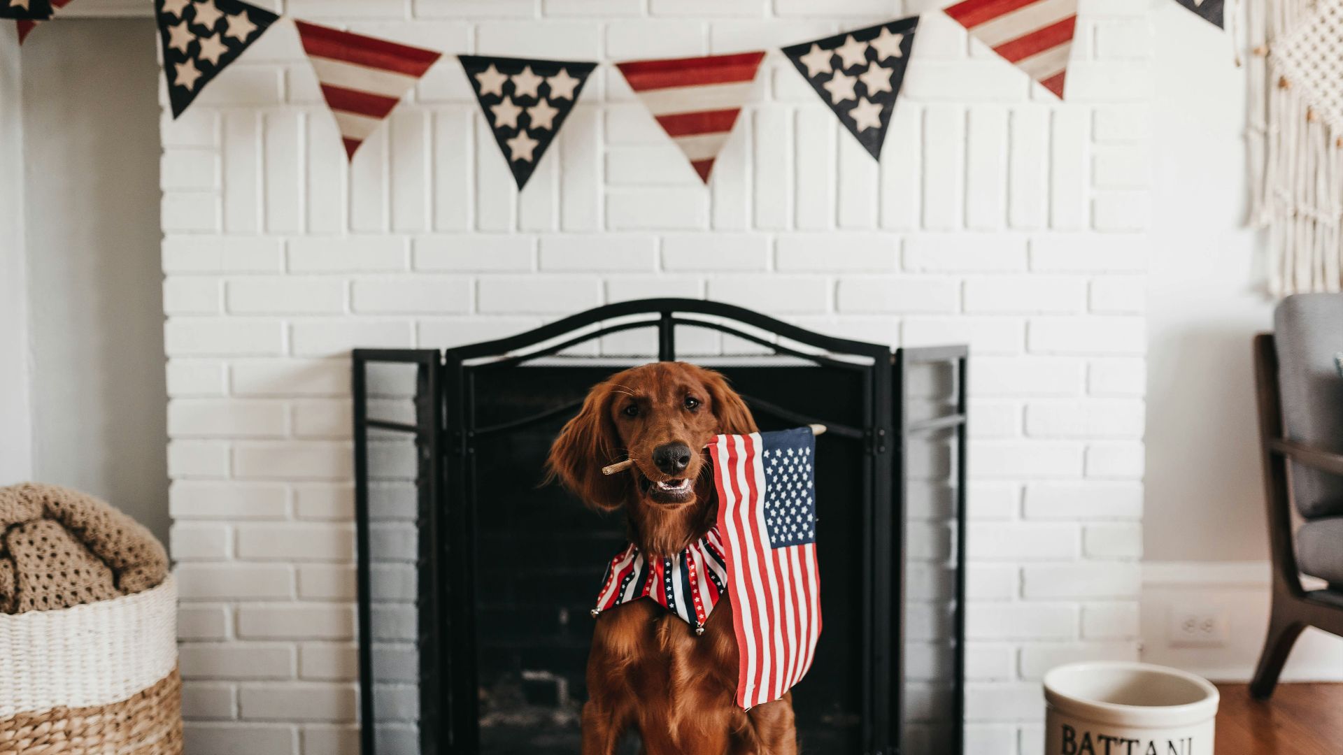 short-coated brown dog biting American flag