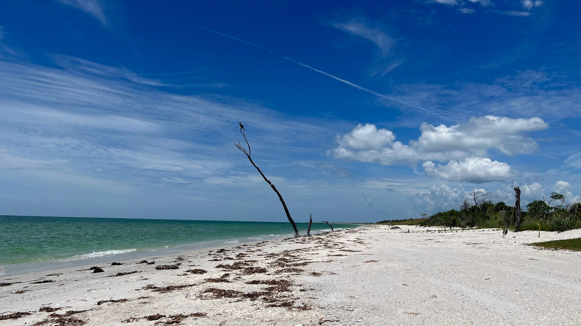 a sandy beach with a dead tree in the foreground