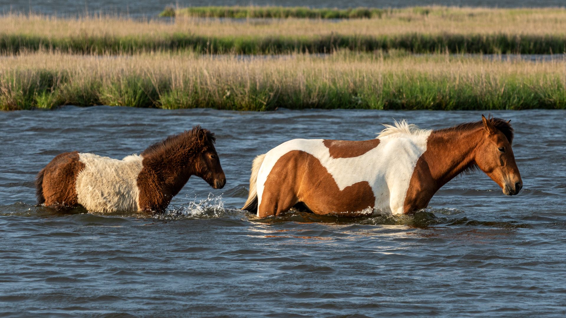 File:Assateague pony and foal MD1.jpg