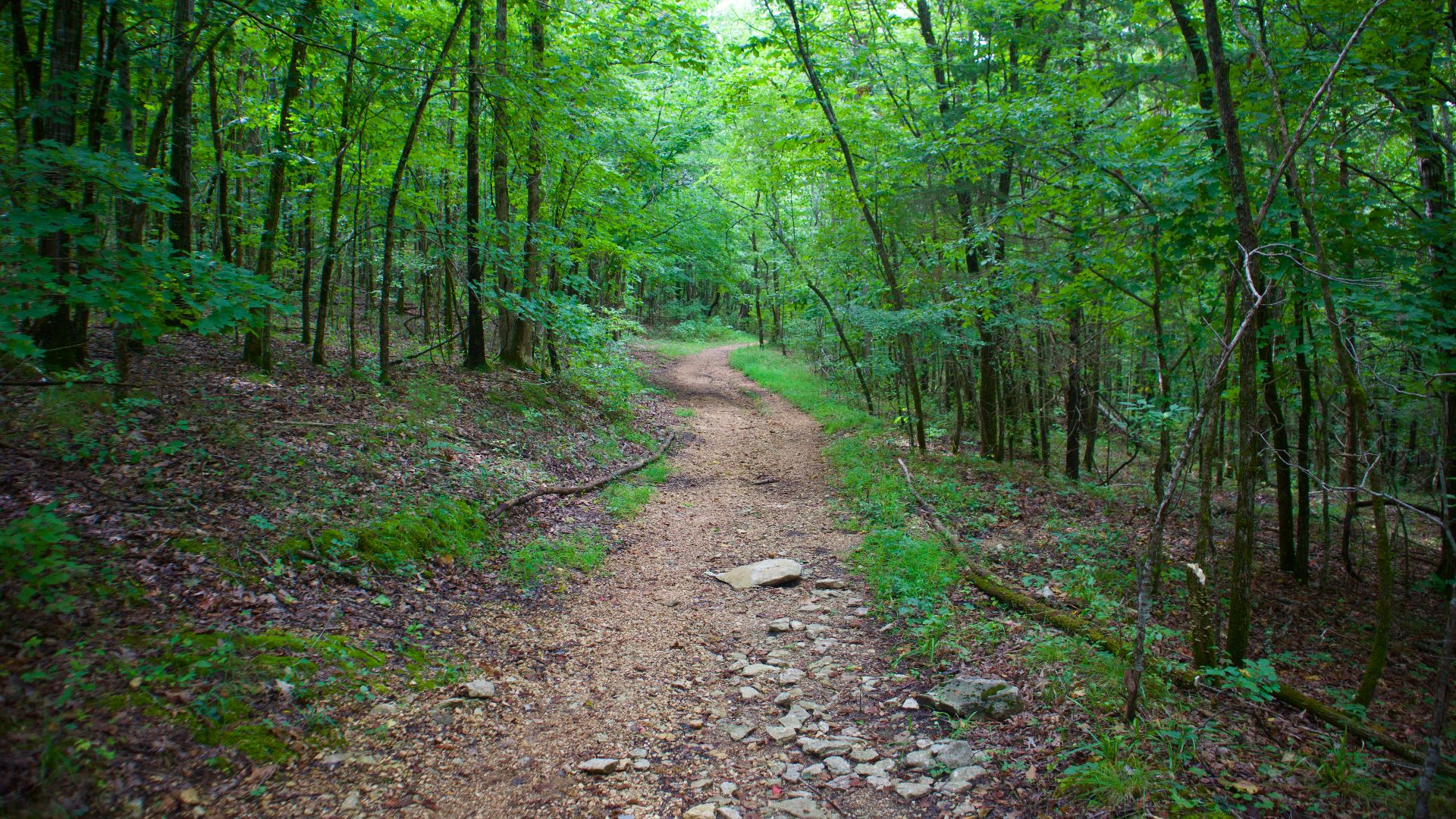 a dirt path in the middle of a forest