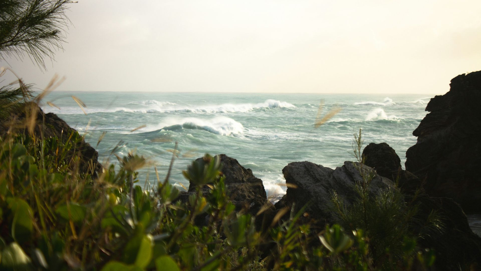 green grass on rocky shore during daytime