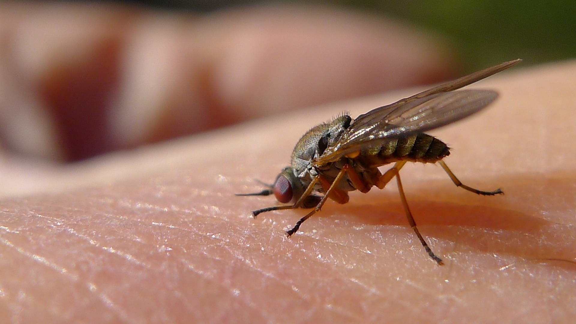 File:Unfazed by insect repellent (7144647171).jpg