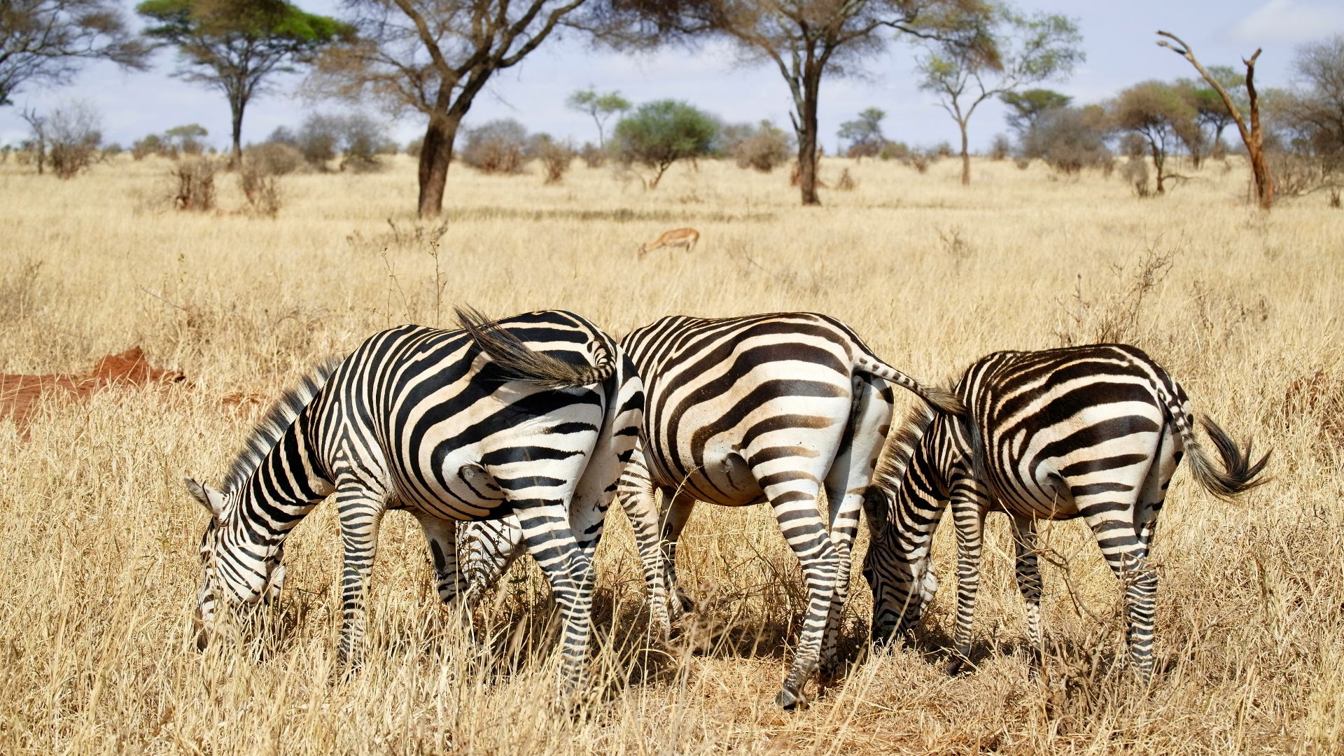 three zebras eating grass