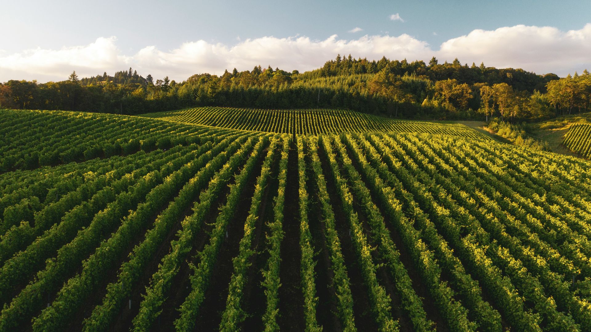 pile of leafed plants