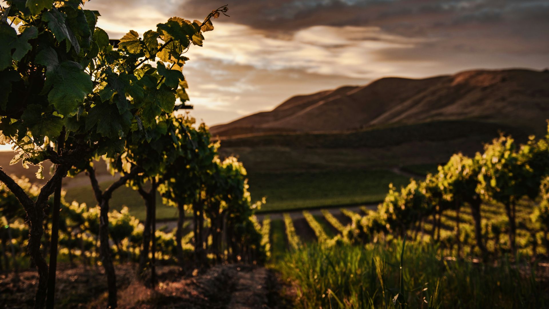 green leaf trees at daytime
