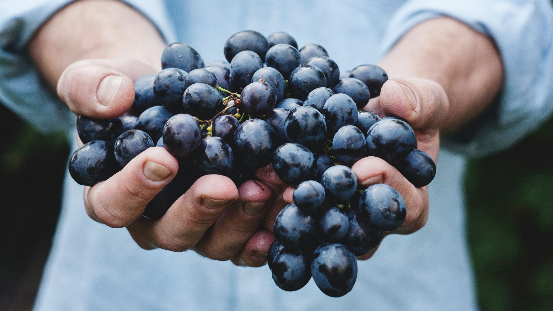 person holding grapes